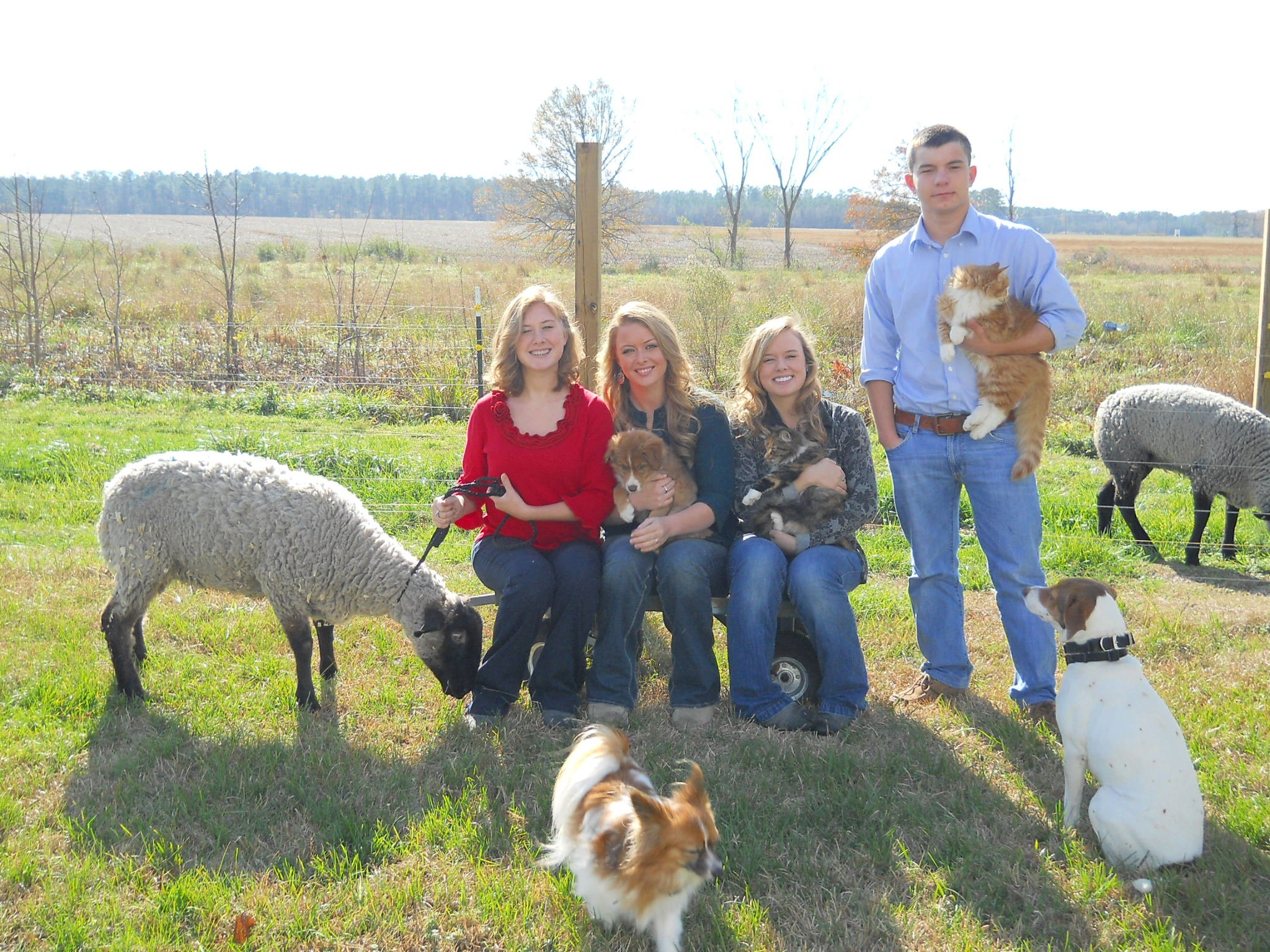 11+12+Christmas+photo+(13) Family portrait on a farm featuring four people sitting with various pets, including cats and dogs, alongside sheep grazing in the background. The scene captures a sunny day with a rural landscape and green grass, highlighting a joyful interaction between the family and their animals.