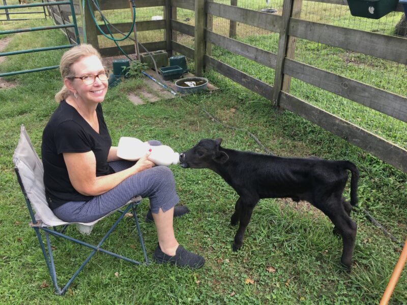Woman feeding a black calf with a bottle while sitting on a chair in a grassy area near a wooden fence. The scene captures a moment of interaction between the caregiver and the young animal on a farm.