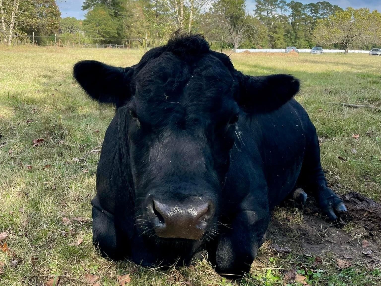 IMG_4221 Black cow resting on green grass in a serene pasture, surrounded by trees and a clear sky, showcasing a peaceful rural scene.
