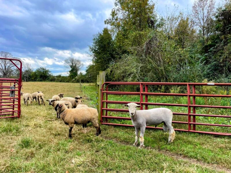 A flock of sheep grazing in a grassy field near a red metal gate, with a cloudy sky in the background. The image features a mix of sheep, including one standing in the foreground and several others in the distance.