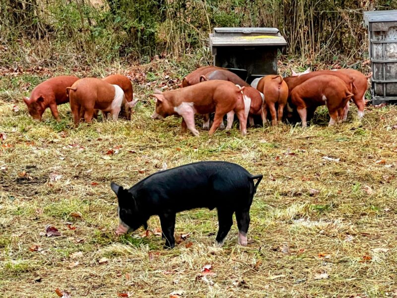 A group of pigs, including several brown piglets and one black pig, foraging on a grassy area with fallen leaves, near a feeding station in a rural setting.