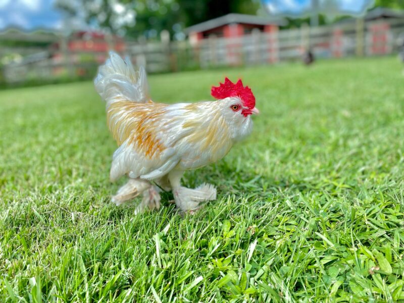 White and orange-feathered chicken with a red comb walking on green grass in a farm setting, showcasing vibrant colors and a natural habitat.