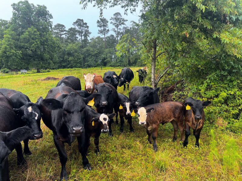 Herd of cattle in a lush green pasture, featuring various breeds including black and brown calves, with visible ear tags for identification, surrounded by trees and a cloudy sky.