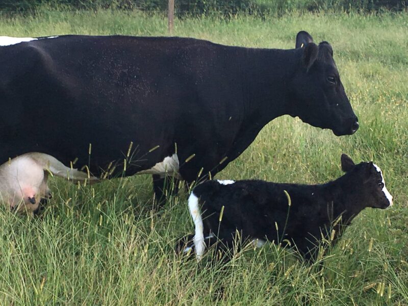 A black and white dairy cow stands next to her young calf in a lush green pasture, showcasing maternal bonding in a natural farming environment.