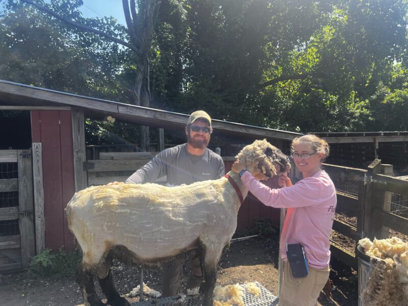 Two farmers shearing a sheep in a sunny outdoor setting, with a red barn in the background and freshly cut wool visible on the ground. The man and woman are engaged in the shearing process, showcasing sustainable farming practices.