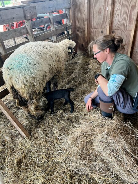 A farmer interacts with a newborn black lamb in a barn, while an adult sheep stands nearby on a bed of straw. The scene captures the nurturing environment of livestock care on a farm.