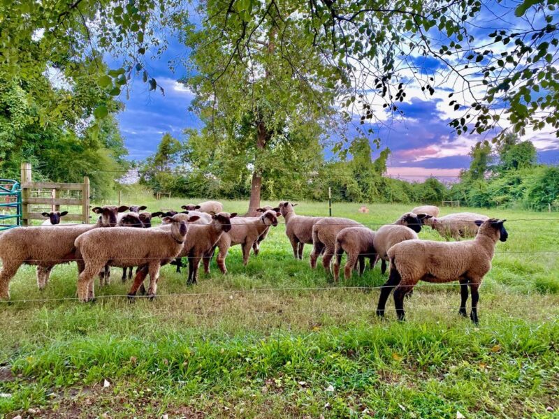 A flock of sheep grazing in a lush green field under a colorful sky, with trees and a wooden fence in the background, showcasing a serene rural landscape.