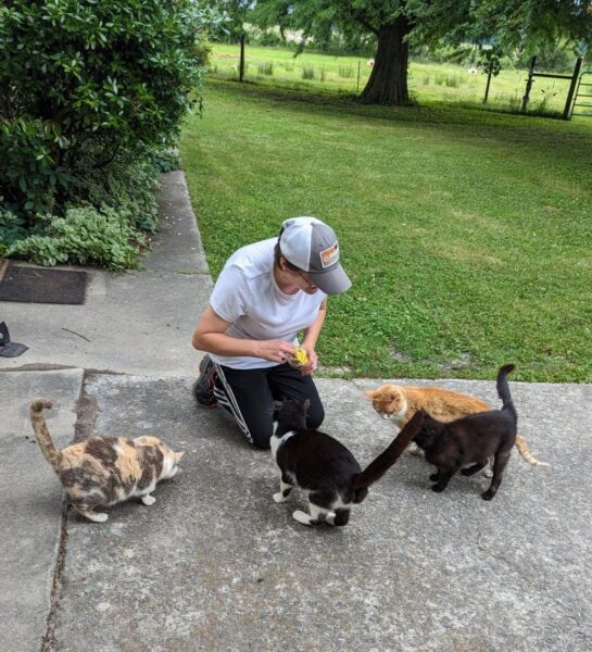 A person kneeling on a concrete surface, feeding four cats of different colors in a grassy outdoor setting. The scene includes a calico cat, a black and white cat, a solid black cat, and an orange tabby, with lush greenery and trees in the background.