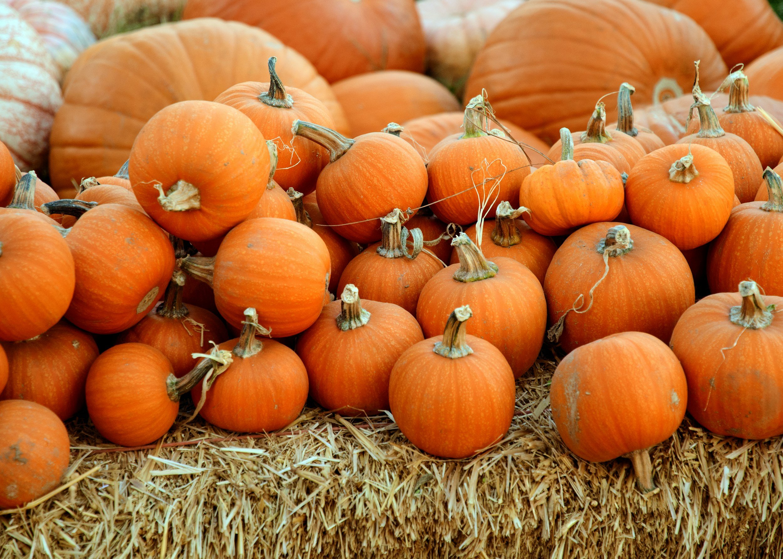 A vibrant display of small and medium-sized pumpkins in various shades of orange, stacked on a bed of straw, perfect for autumn decorations and seasonal harvest themes.
